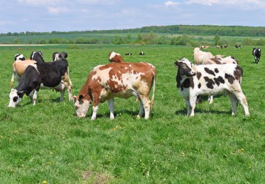 Yaz otlağında inekler