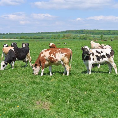 Yaz otlağında inekler
