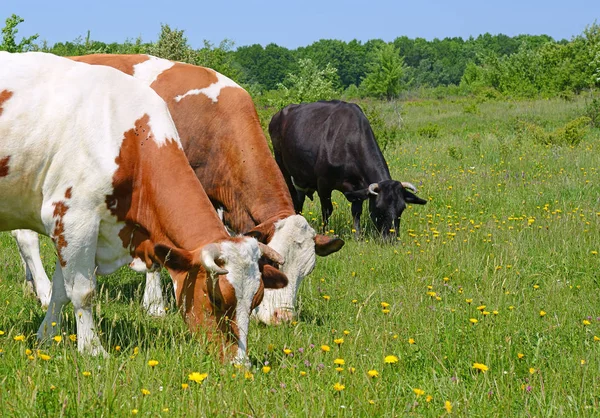 Kühe Auf Einer Sommerweide — Stockfoto