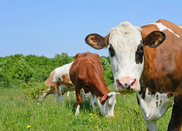 Las Vacas Pasto Verano —  Fotos de Stock