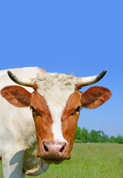 Kopf Einer Kuh Gegen Die Weide — Stockfoto