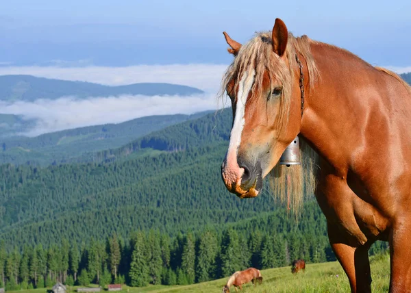 Hester Sommerbeite Karpatene Ukraina – stockfoto