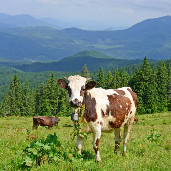 Vaca Uma Pastagem Montanha Verão — Fotografia de Stock