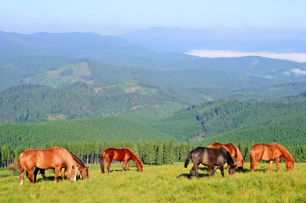 Paarden Het Weiland Van Een Zomer Karpaten Oekraïne — Stockfoto