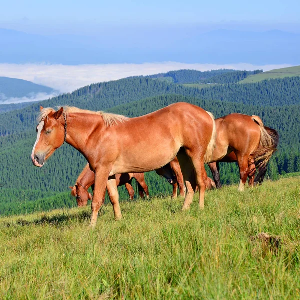 Cavalos Pasto Verão Nas Montanhas Cárpatas Ucrânia — Fotografia de Stock