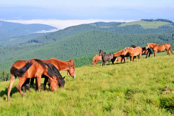 Лошади Летнем Пастбище Карпатах Украина — стоковое фото