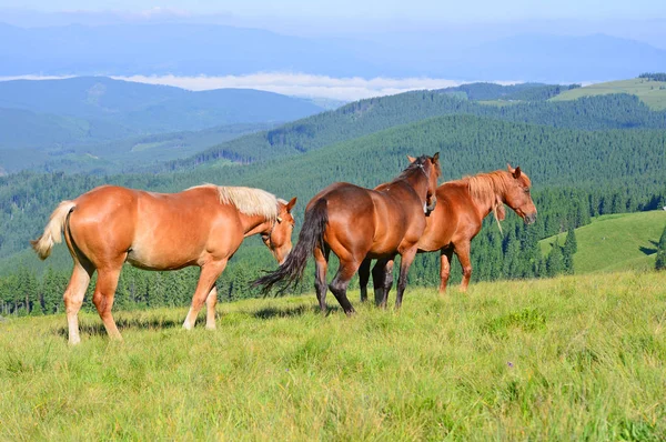Hästar Fäbod Karpaterna Ukraina — Stockfoto