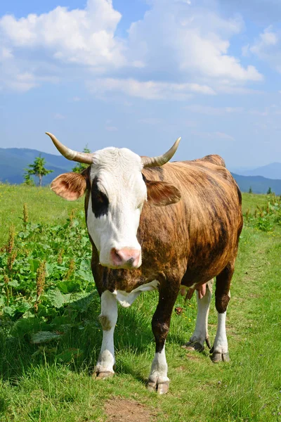 Vaca Pășune Munte Vară — Fotografie, imagine de stoc