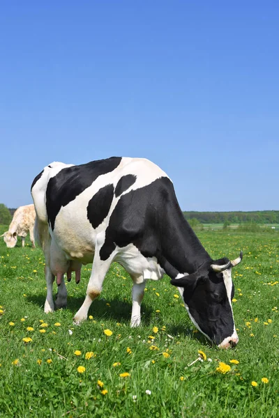 Kühe Auf Einer Sommerweide — Stockfoto