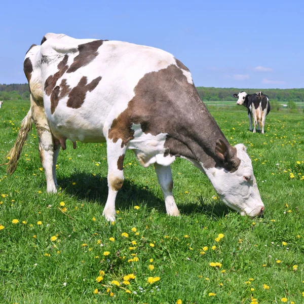 Koeien Een Zomerweide — Stockfoto