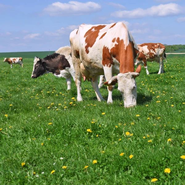 Kühe Auf Einer Sommerweide — Stockfoto