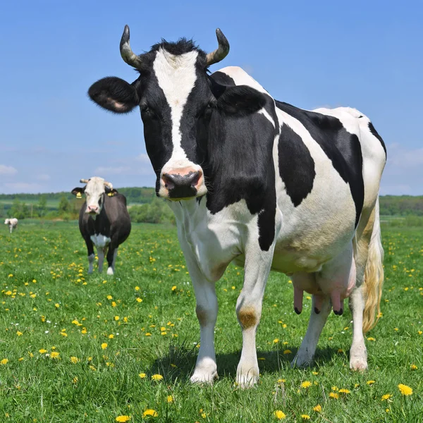 Cows Summer Pasture — Stock Photo, Image