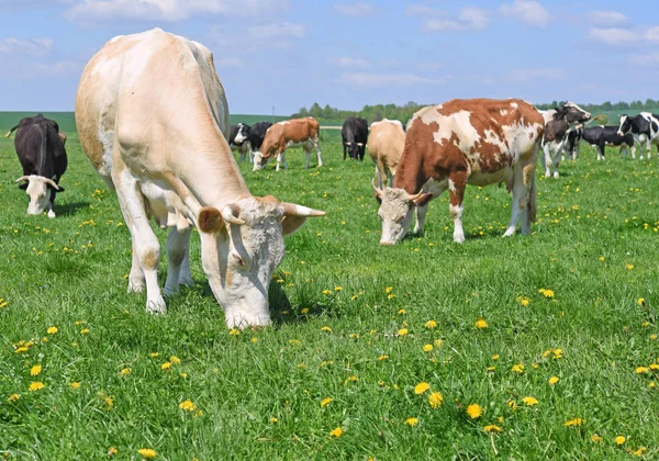 Vacas Pasto Verão — Fotografia de Stock