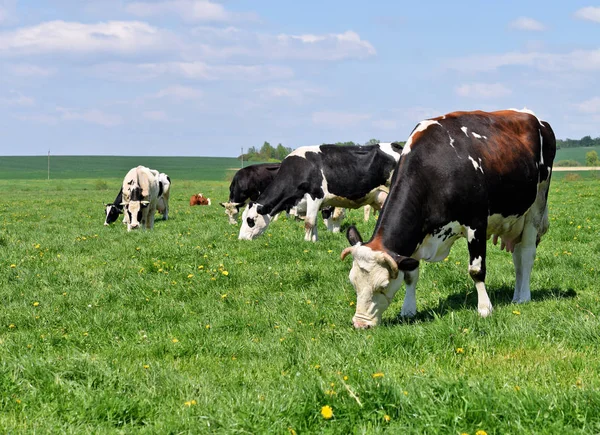 Vacas Pasto Verão — Fotografia de Stock