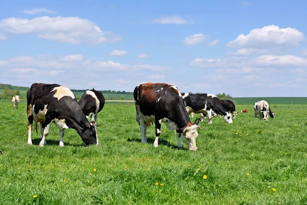 Kühe Auf Einer Sommerweide — Stockfoto