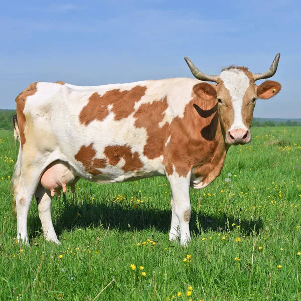 Koe Een Zomerweide — Stockfoto