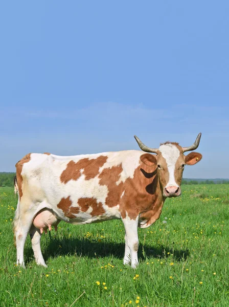 Koe Een Zomerweide — Stockfoto