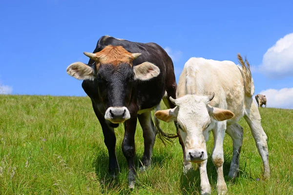 Calf Summer Pasture Royalty Free Stock Photos