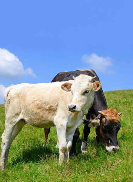 Calf Summer Pasture Royalty Free Stock Images