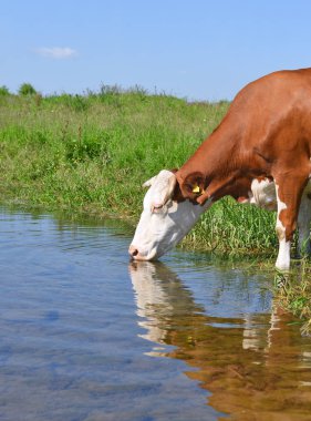 Yaz otlağında inek