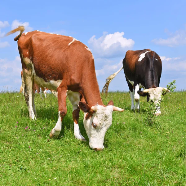 Koeien Een Zomerweide — Stockfoto