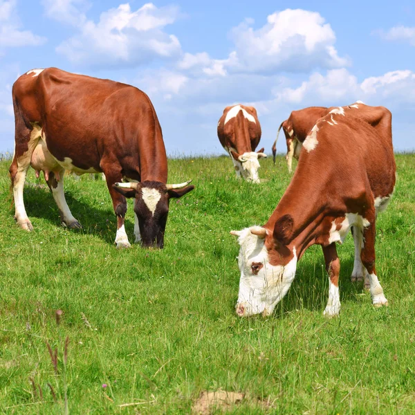 Koeien Een Zomerweide — Stockfoto