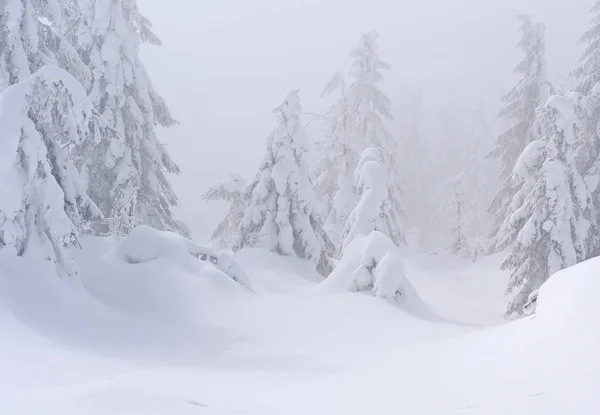 Zimowy Las Iglasty Zboczu Góry Światła Przeciwmgielne — Zdjęcie stockowe