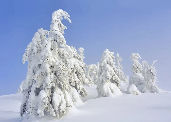 Bosque Coníferas Invierno Una Ladera Montaña Una Niebla Ligera — Foto de Stock