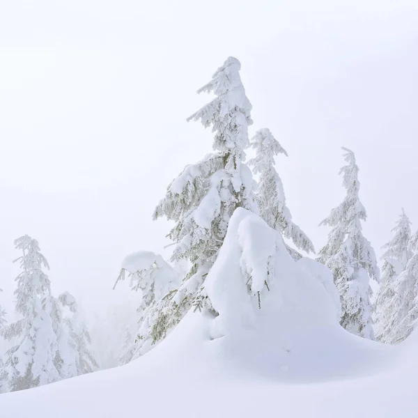 Winter Coniferous Forest Mountain Slope Light Fog — Stock Photo, Image