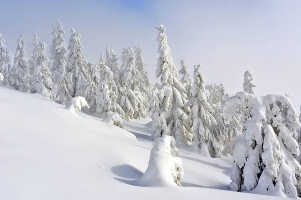 Χειμώνα Κωνοφόρα Δάση Στην Πλαγιά Ενός Βουνού Μια Ελαφριά Ομίχλη — Φωτογραφία Αρχείου