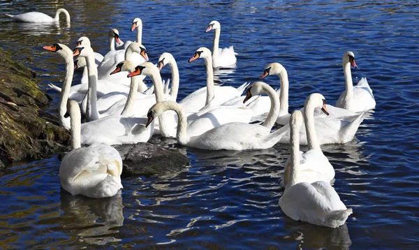 White Swans Swimming Lake Water — Stockfoto