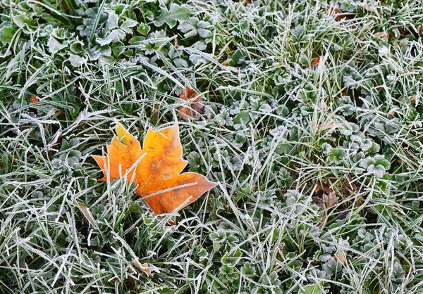 Herbe Gelée Recouverte Neige — Photo