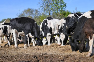 Kalush, Ukrayna - 2 Ekim 2019: Buzağılar Batı Ukrayna 'nın Kaluş kenti yakınlarındaki bir mandıra çiftliğindeki bir sığır ağılında hamur yiyorlar .