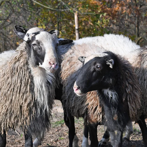 Schapen Een Weiland Het Herfstlandschap — Stockfoto