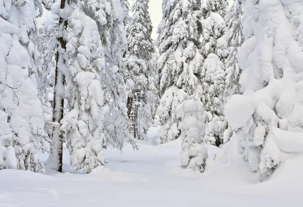 Winter Scene Beautiful Forest — Fotografia de Stock
