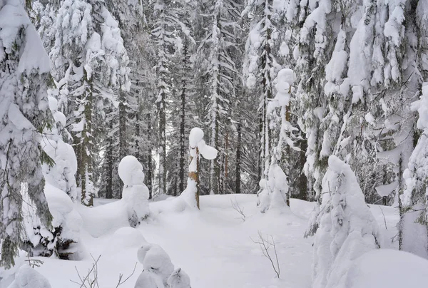 Зимняя Сцена Красивом Лесу — стоковое фото