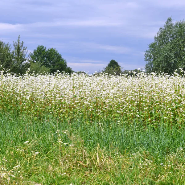 Oblasti Pohanka Venkovské Krajině — Stock fotografie