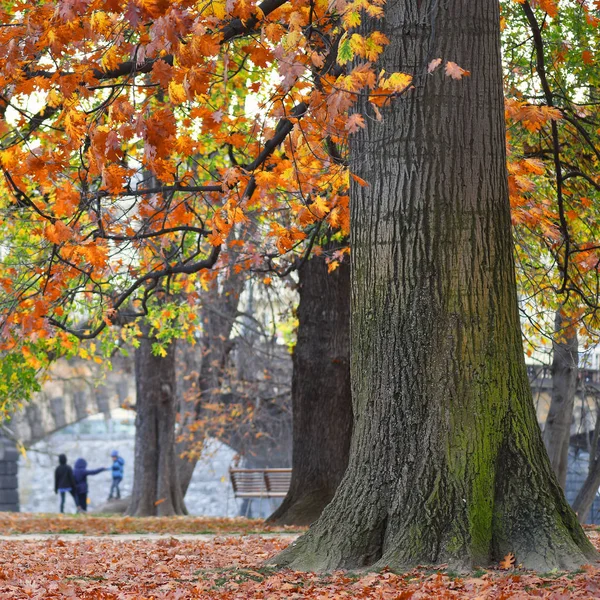 Krásný Starý Dub Podzimním Parku — Stock fotografie