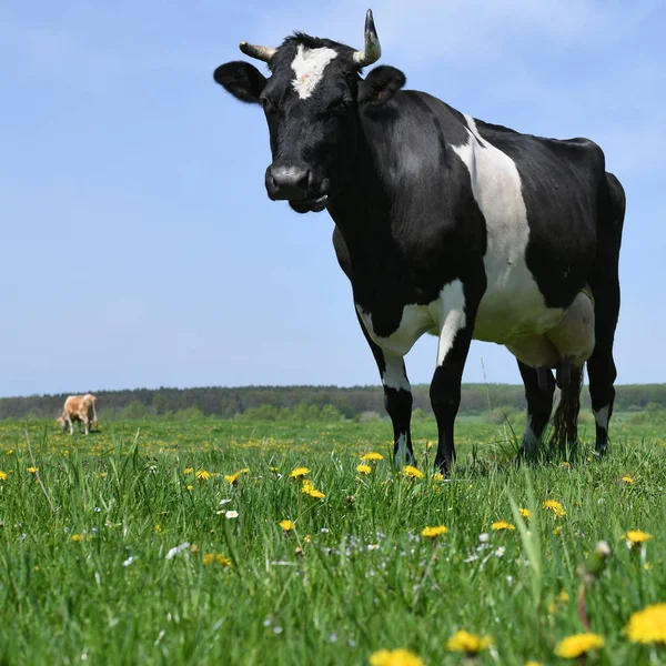 Beautiful Cow Summer Meadow — Foto de Stock