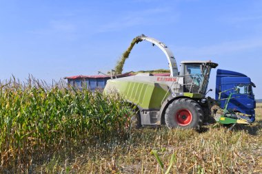 Kalush, Ukrayna - 25 Eylül 2019: Batı Ukrayna 'nın Kalush kasabası yakınlarındaki tarlada mısır tohumu hasat etme .