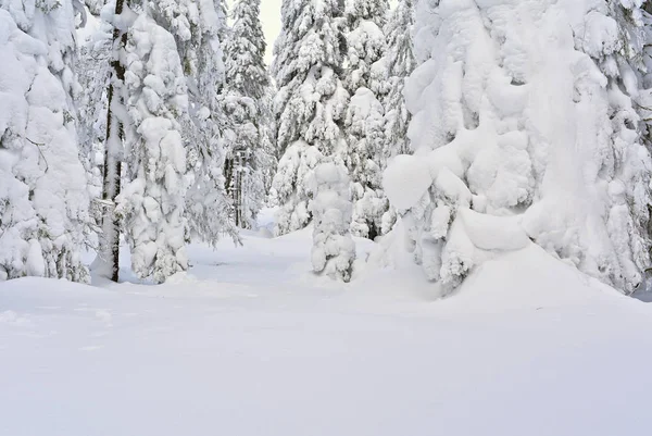 Floresta Coníferas Inverno Uma Encosta Montanha Floresta Coníferas Inverno Uma — Fotografia de Stock