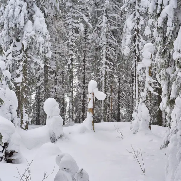 Téli Tűlevelű Erdők Hegyi Lejtőn Téli Tűlevelű Erdők Hegyi Lejtőn — Stock Fotó