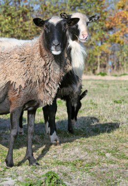 Sonbahar manzarasında bir otlakta koyun.