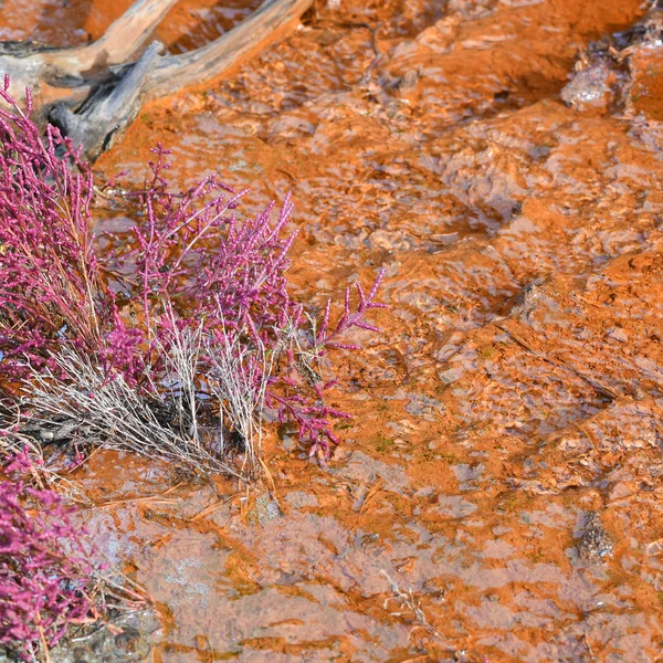 A small stream polluted by industrial waste