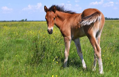 Yaz mera üzerinde tayı