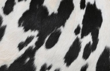 bir deri bir inek bir yakın çekim bir arka plan resmi.