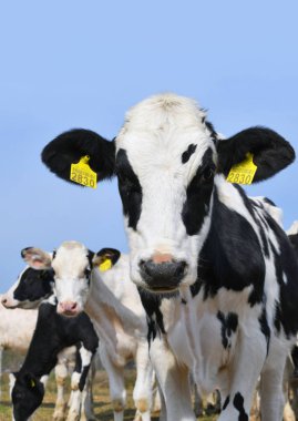 Kalush, Ukrayna - 2 Ekim 2019: Kalush kenti yakınlarındaki bir mandıra çiftliğinde çiftlik hayvanı yetiştirmek için kullanılan buzağılar.