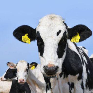 Kalush, Ukrayna - 2 Ekim 2019: Kalush kenti yakınlarındaki bir mandıra çiftliğinde çiftlik hayvanı yetiştirmek için kullanılan buzağılar.