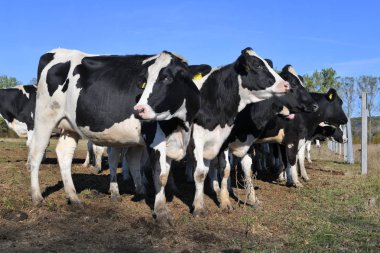 Kalush, Ukrayna - 2 Ekim 2019: Batı Ukrayna 'nın Kalush kenti yakınlarındaki bir süt çiftliğinde sığır ağılında inekler .