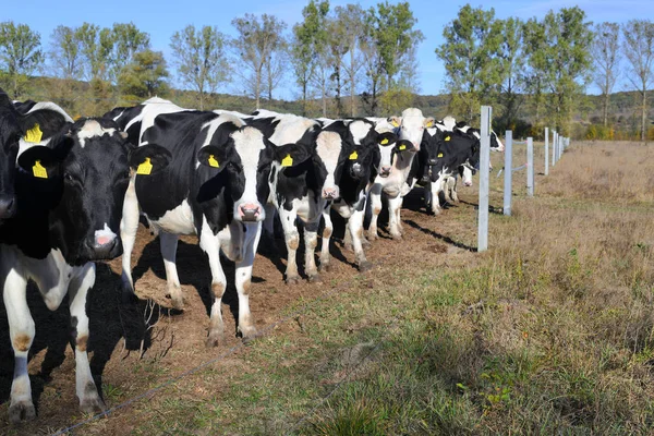 Kalush Ucrânia Outubro 2019 Vacas Uma Caneta Gado Uma Fazenda — Fotografia de Stock